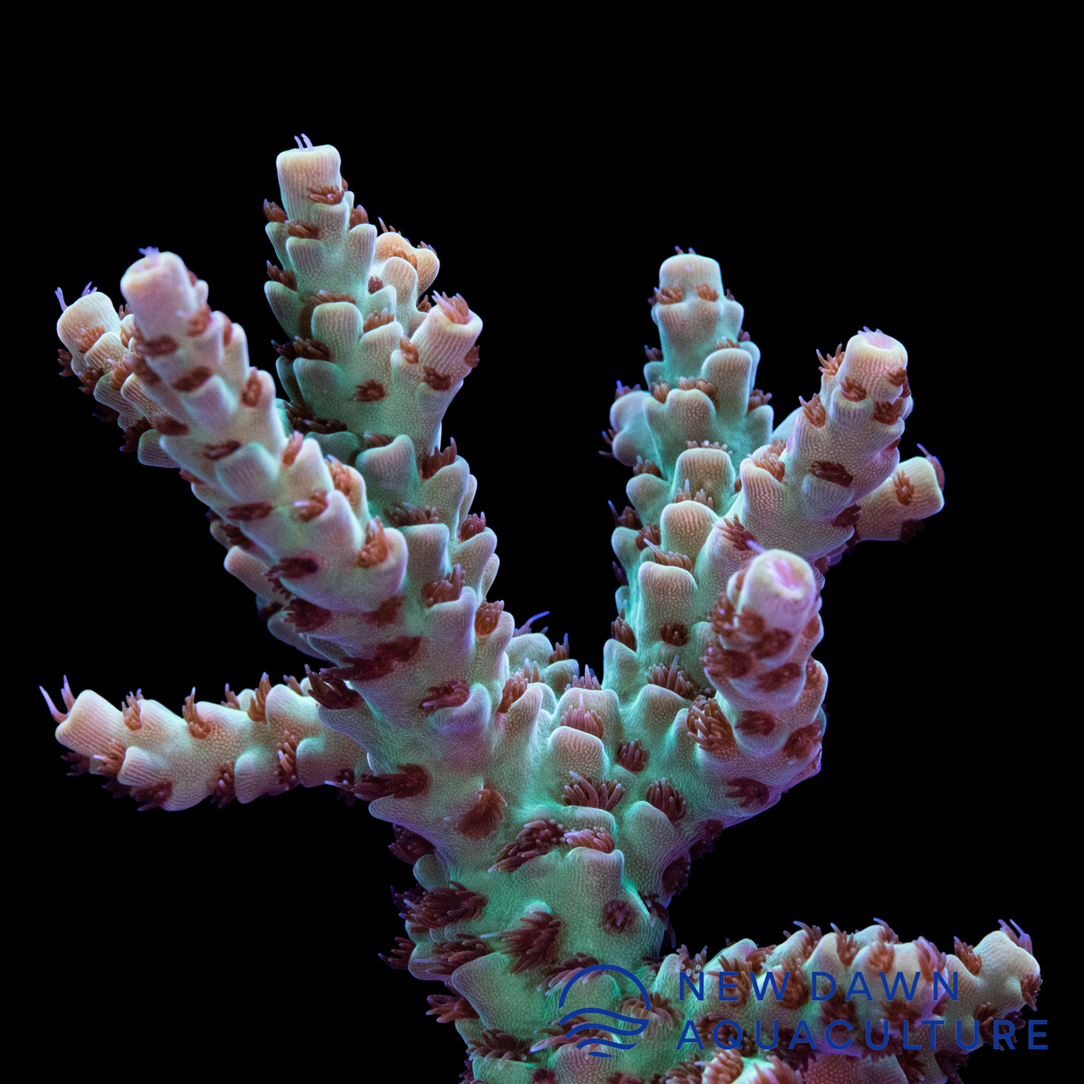 Acropora Selago