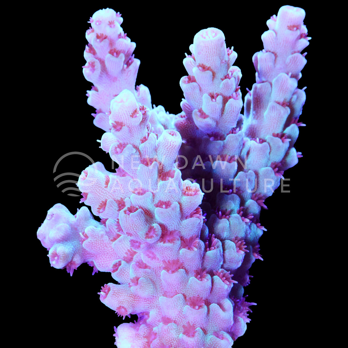 Acropora Selago
