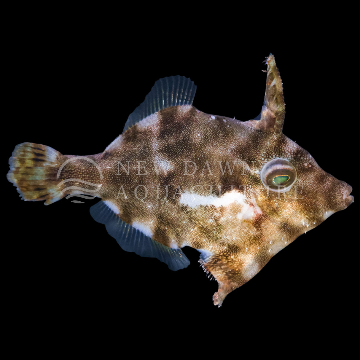 Aiptasia Eating Filefish