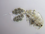 Apocyclops Live Copepods - Coral Shots