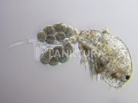 Apocyclops Live Copepods - Coral Shots