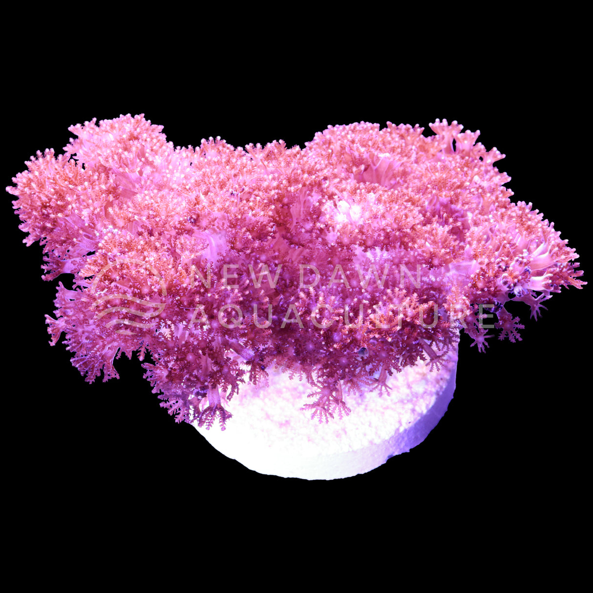 Star Spike Coral Asterospicularia Laurae