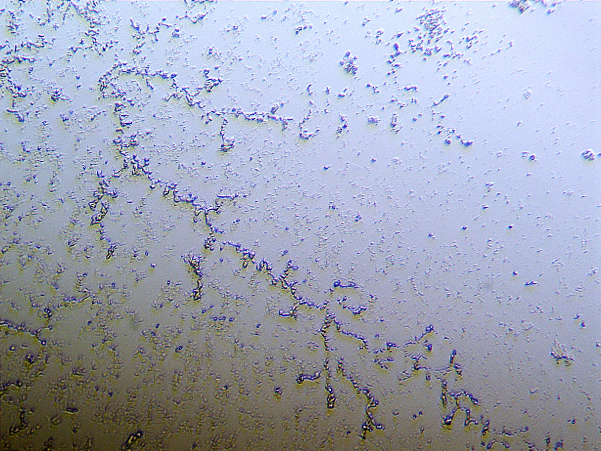 Bacillus Live Bacteria - Bacto Fuel