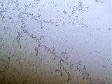 Bacillus Live Bacteria - Bacto Fuel