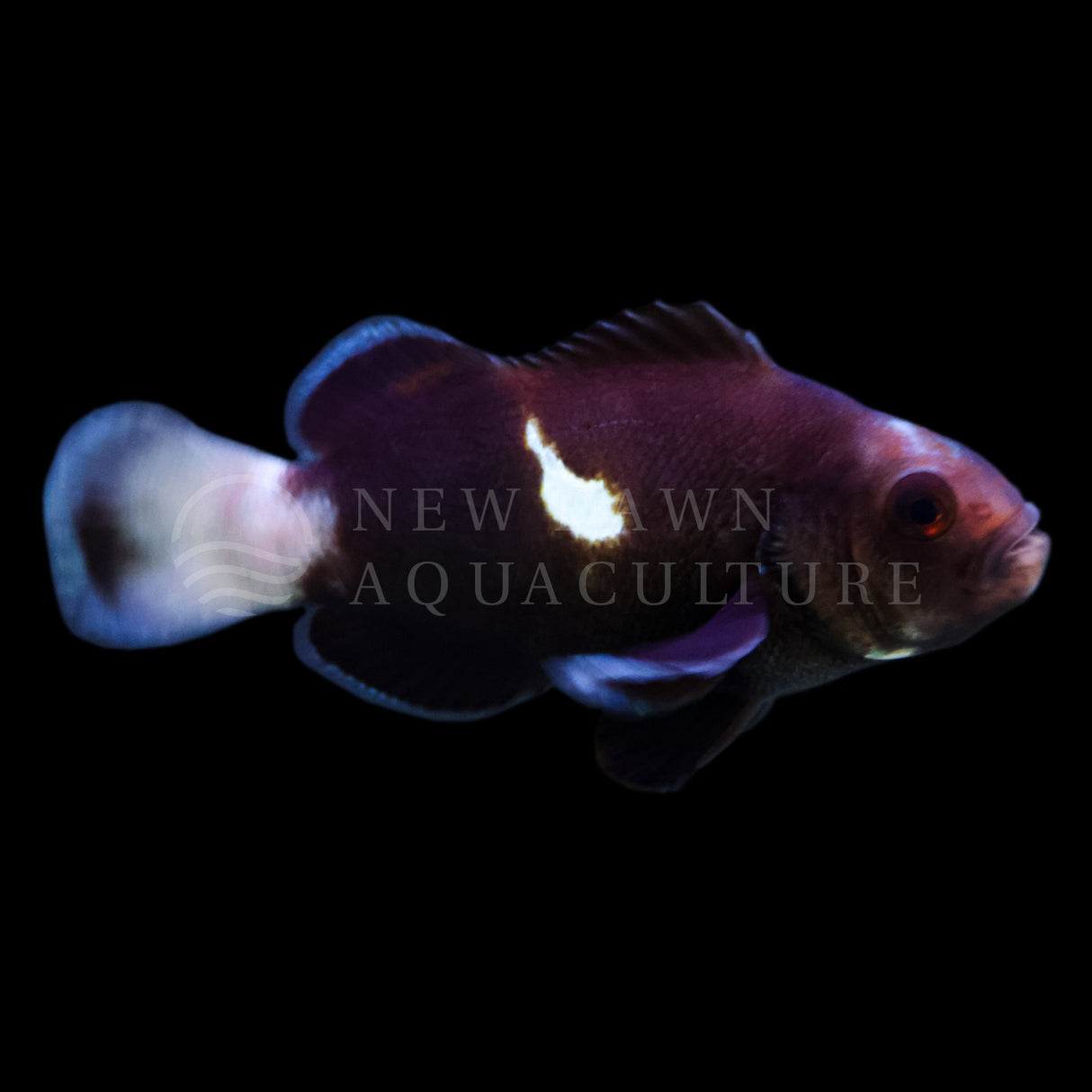 Midnight Black Ice Ocellaris Clownfish