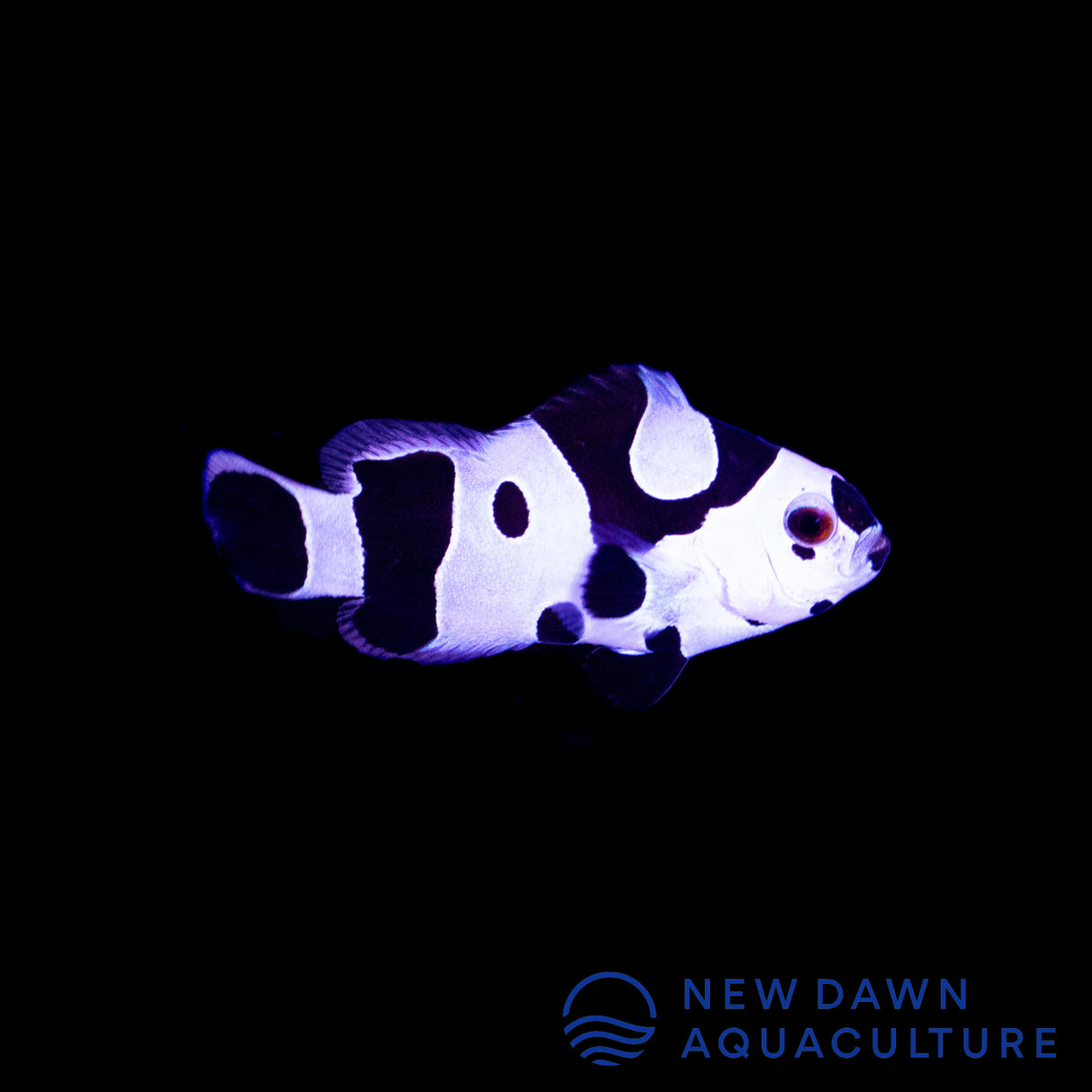 Black Storm Clownfish