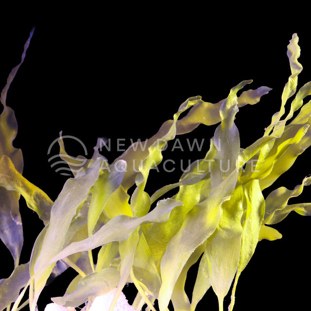 Blade Caulerpa farmed in-house at New Dawn Aquaculture