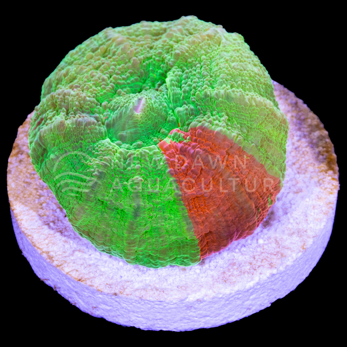 Bleeding Apple Scoly Frag | New Dawn Aquaculture