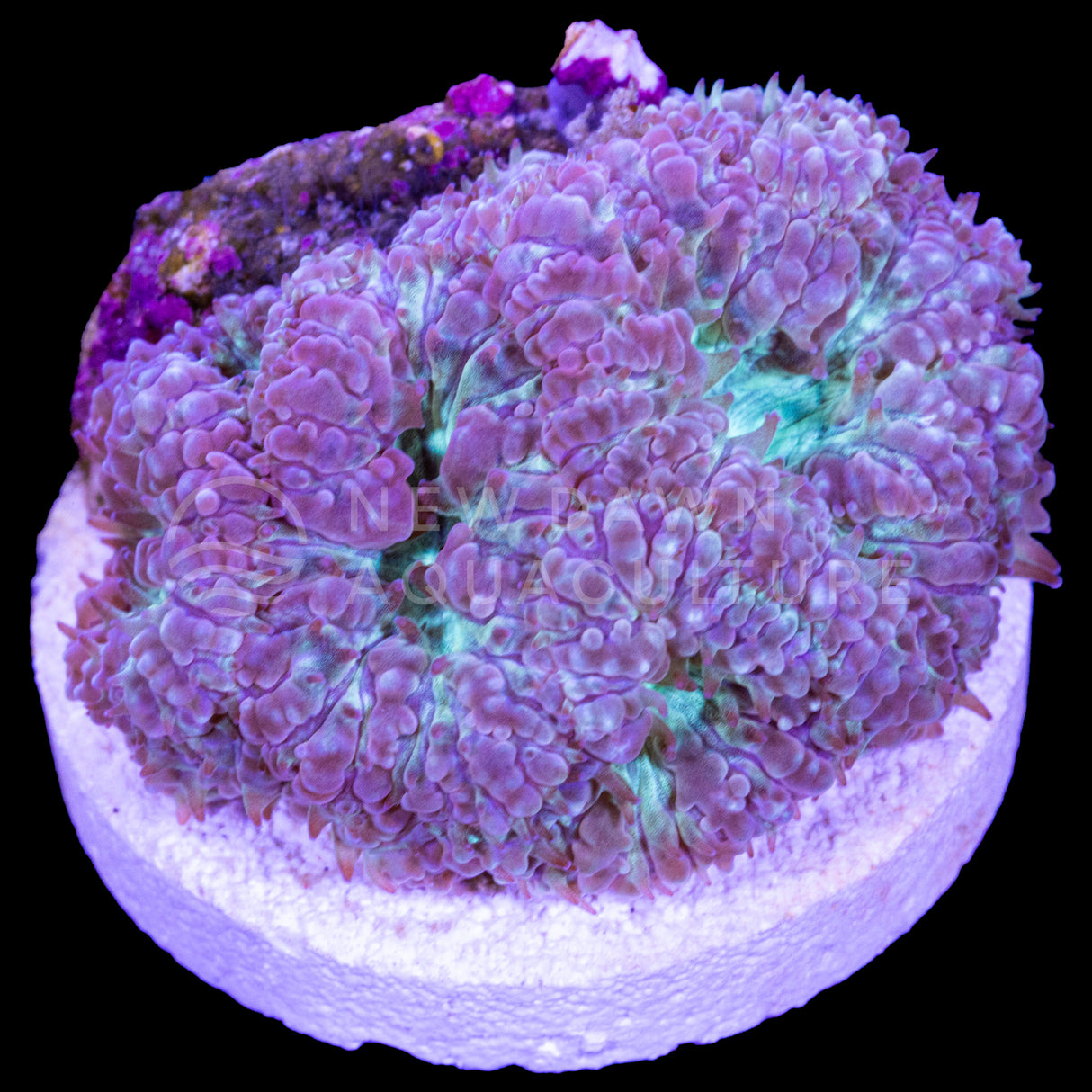 Icy Blastomussa