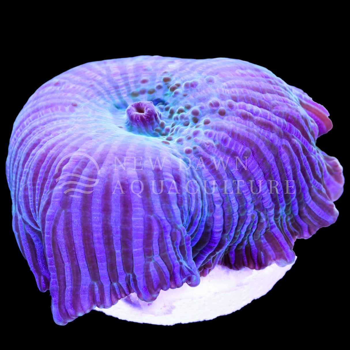 Blue Discosoma