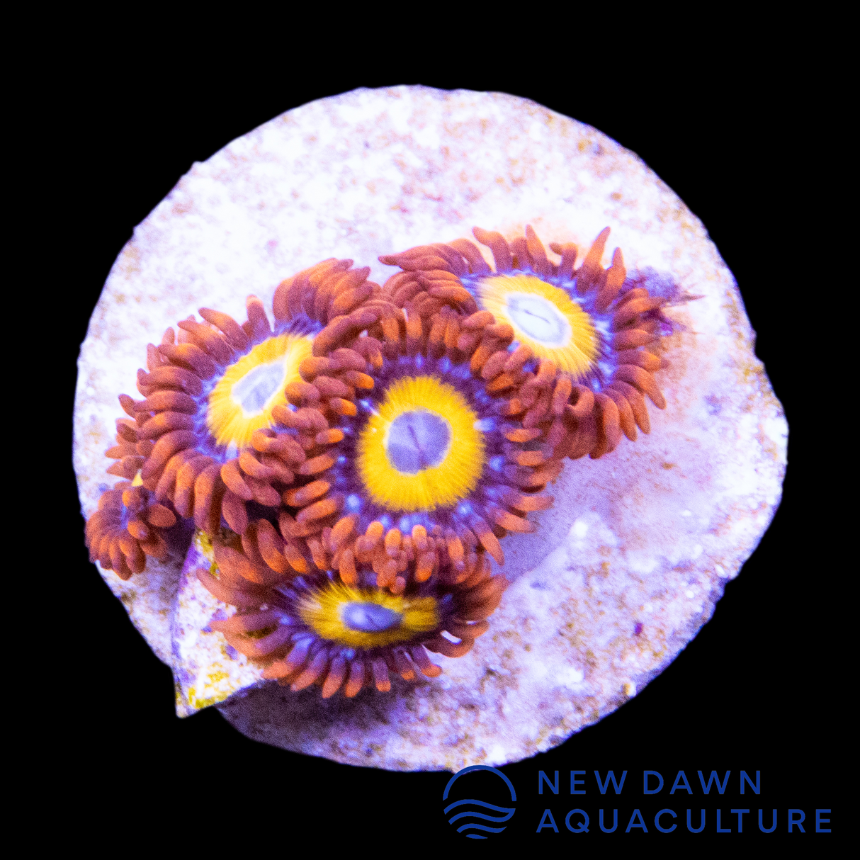 Blue Eyed Blonde Zoanthids