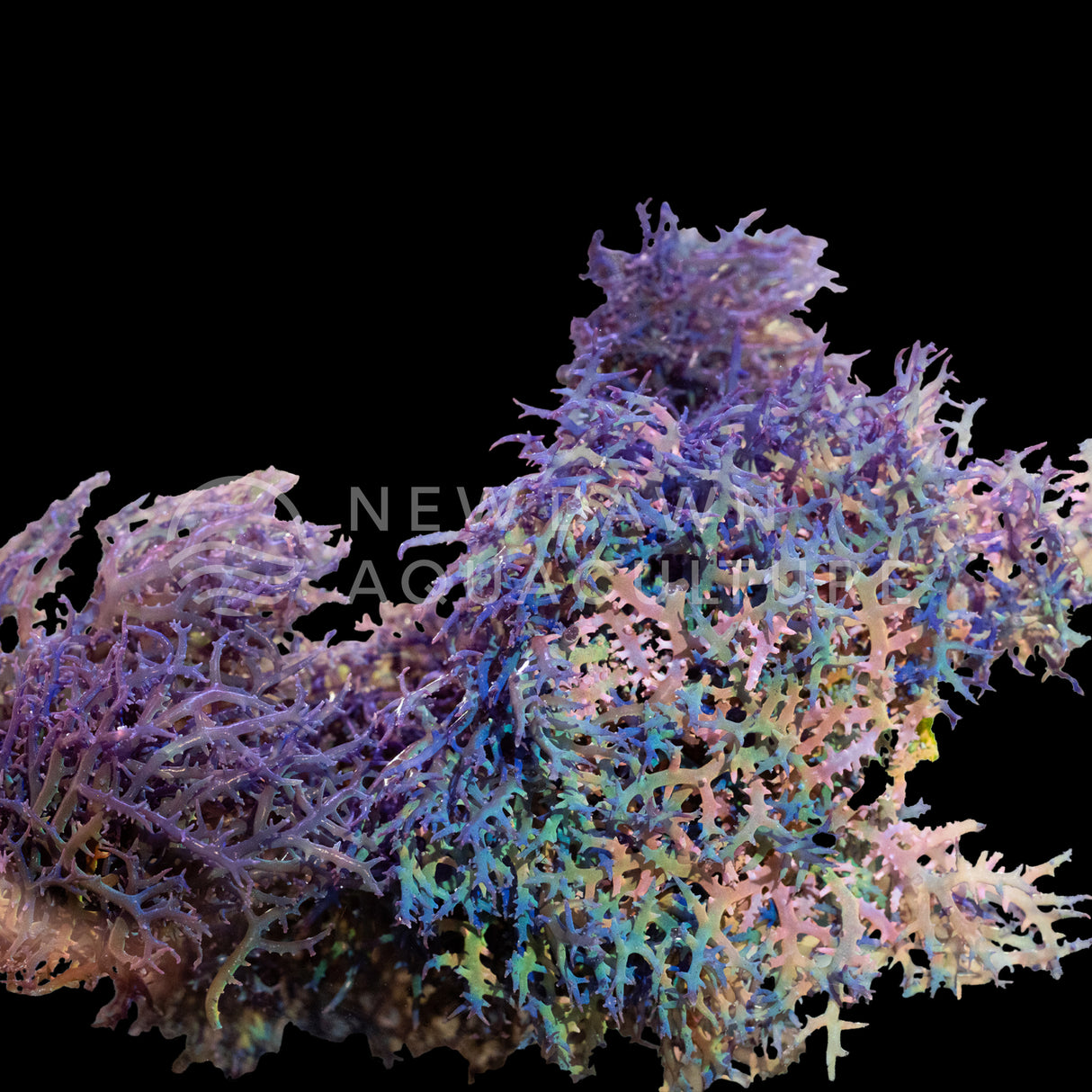 Blue Hypnea Macroalgae