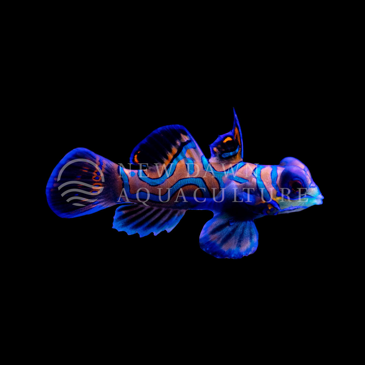 Blue Mandarin