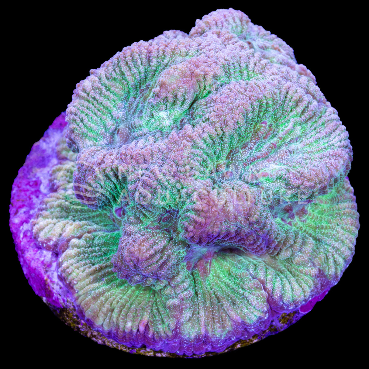 Blue Maze Paragoniastrea