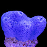 Blue Sponge