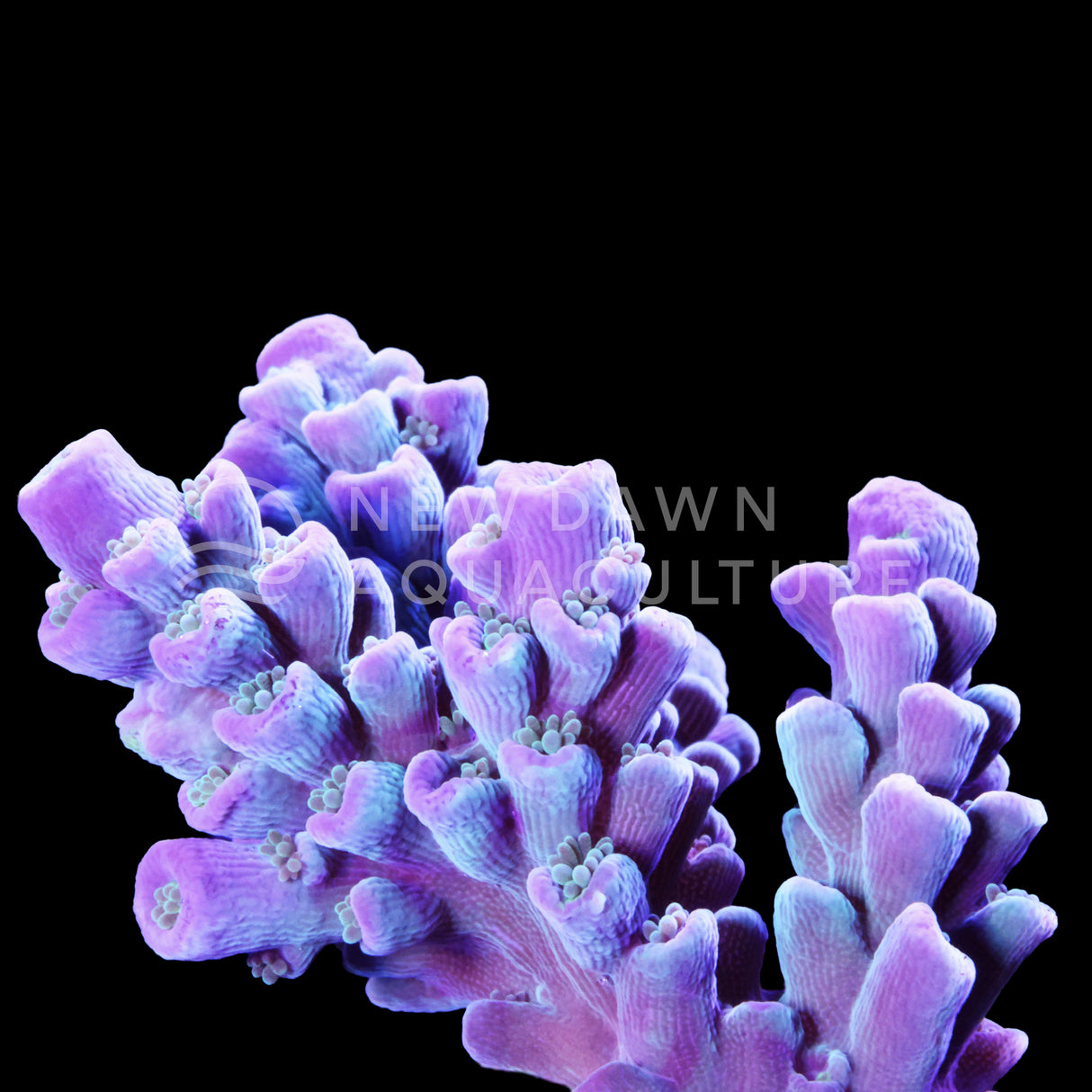 Blue Acropora Tenuis