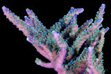 Blue Tip Acropora Valida