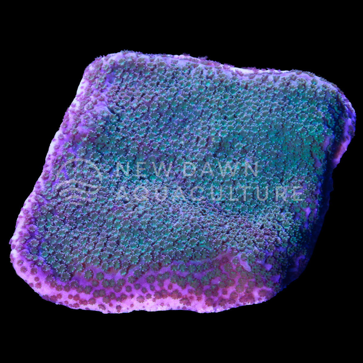 Boreal Blue Montipora