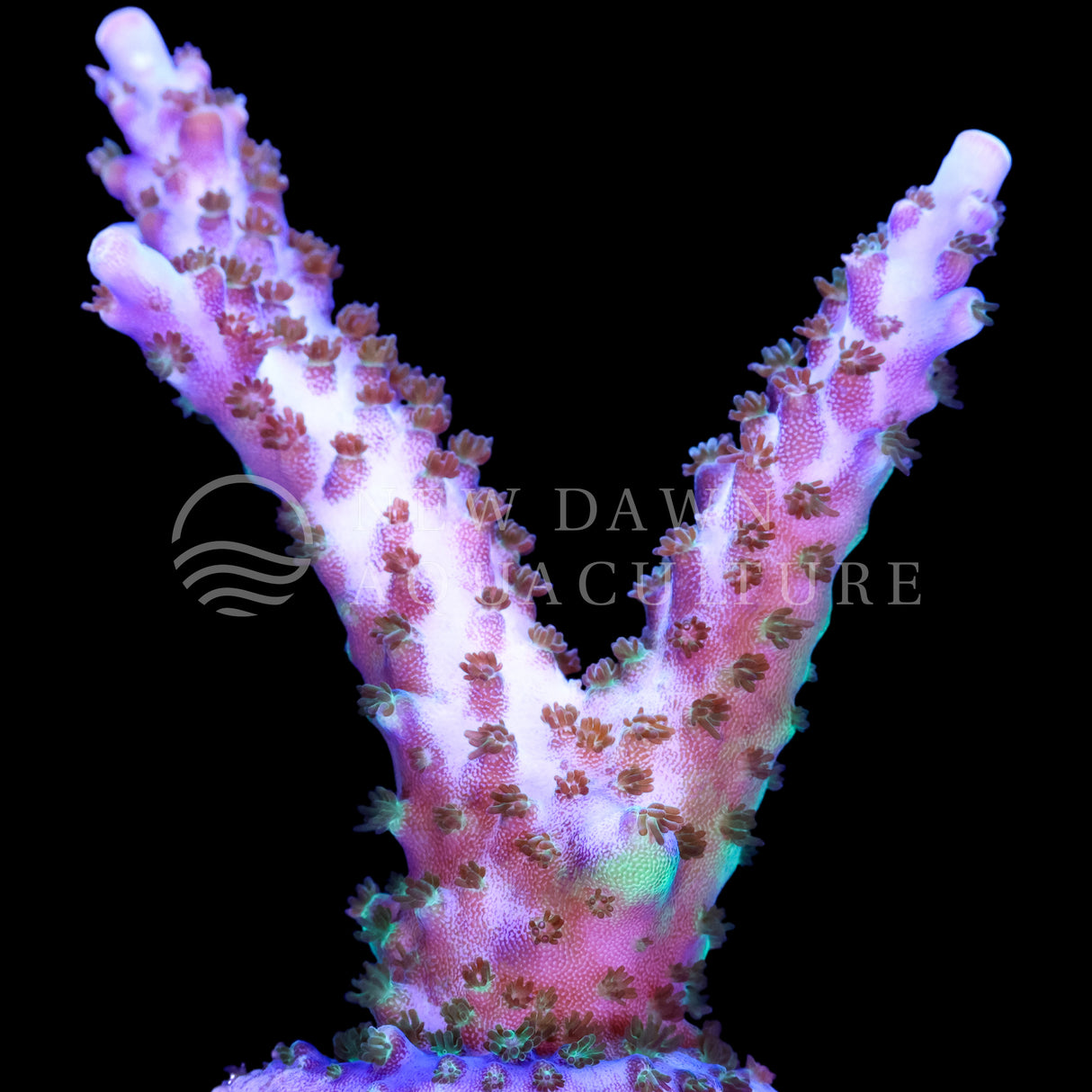 Blueberry Wine Acropora