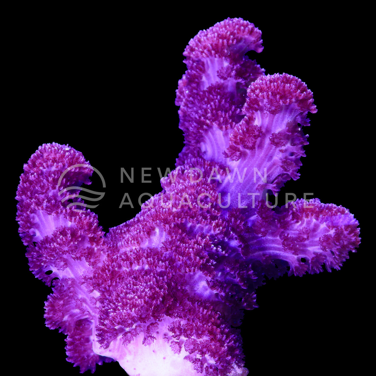 Blushing Finger Cladiella