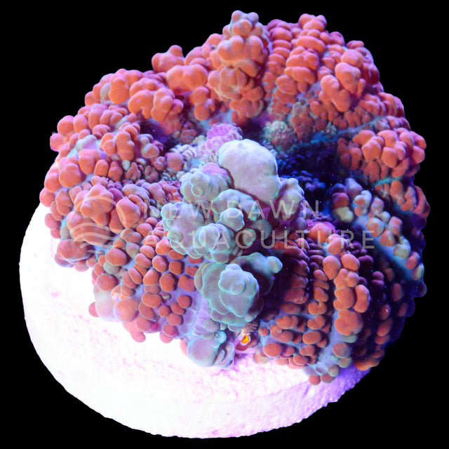 Bounce Bullseye Rhodactis Mushroom with orange-red vesicles, purple and teal tissue, and pale inflated bubbles on a frag plug