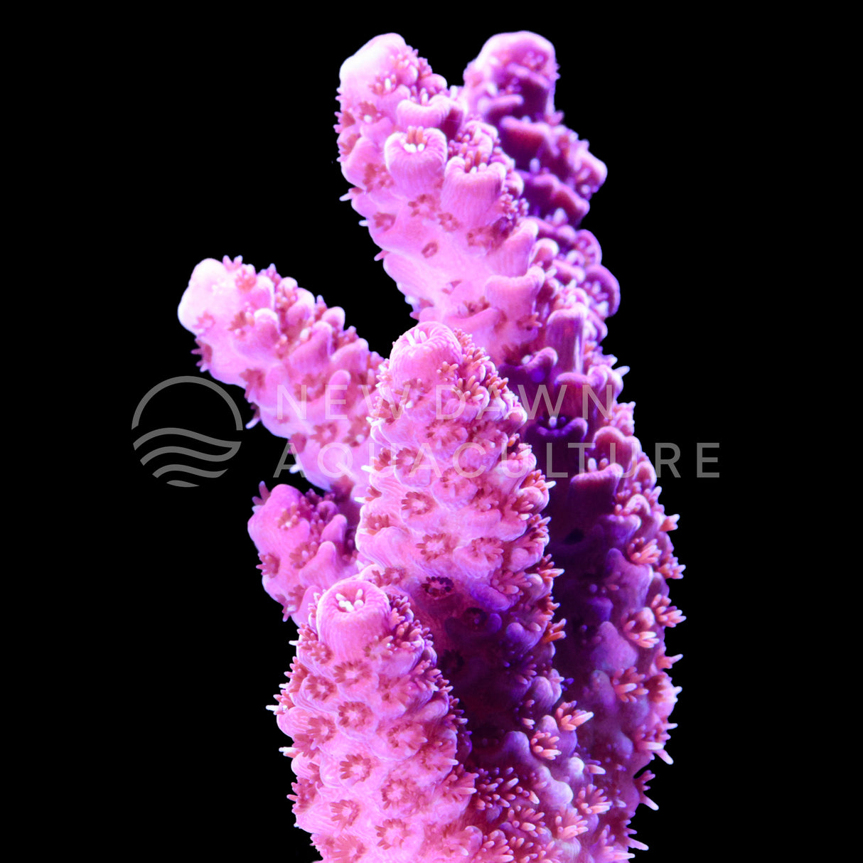 Bubble Gum Acropora Millepora