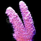 Bubble Gum Millepora