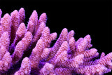 Bubble Gum Millepora