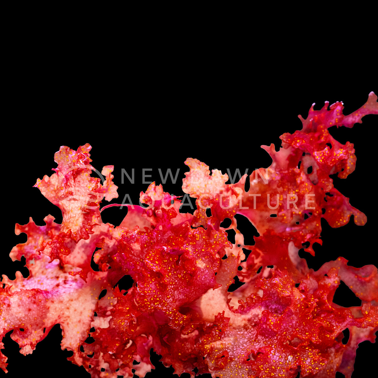 Burning Bush Macroalgae