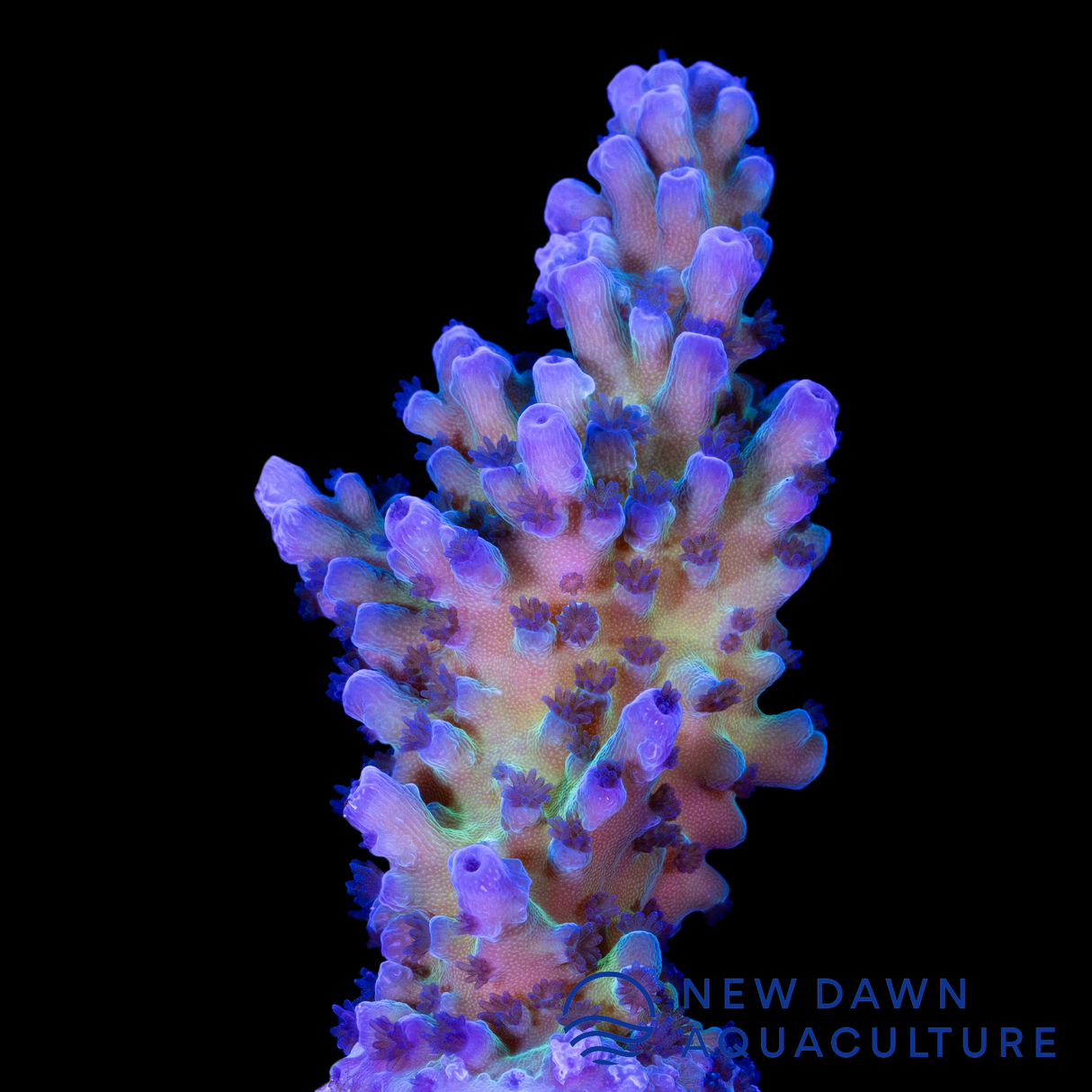 Cali Tort Acropora