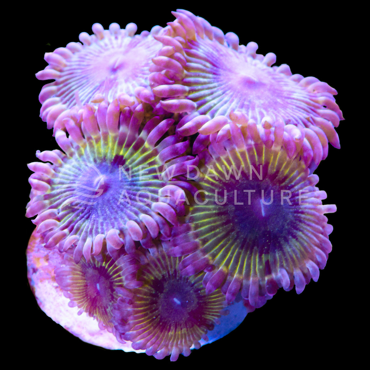 Chiquita Zoanthids