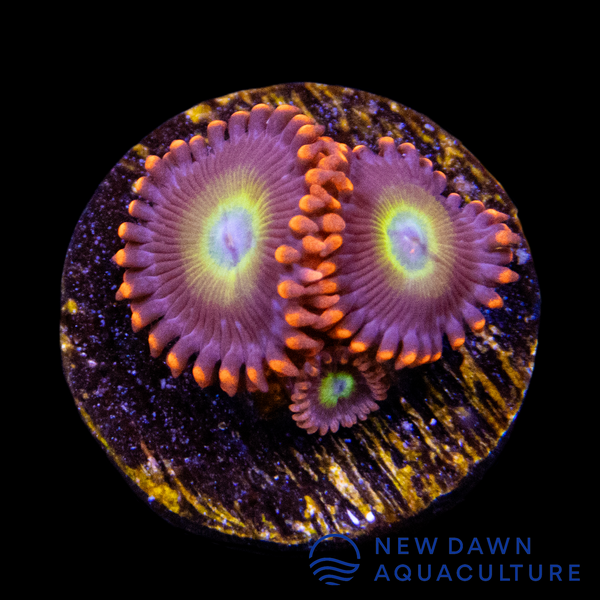 Circus Freaks Zoanthids