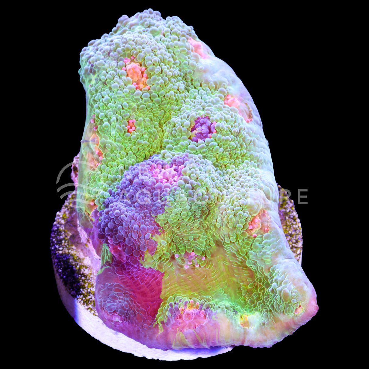 Citrus Dream Chalice