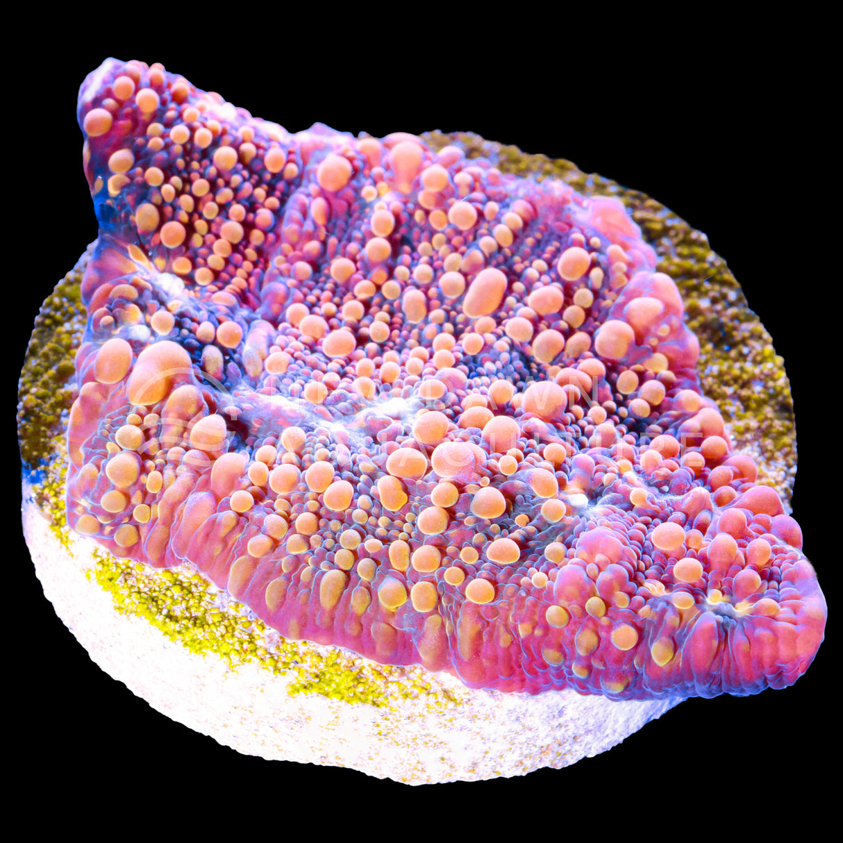 Cloudberry Chalice