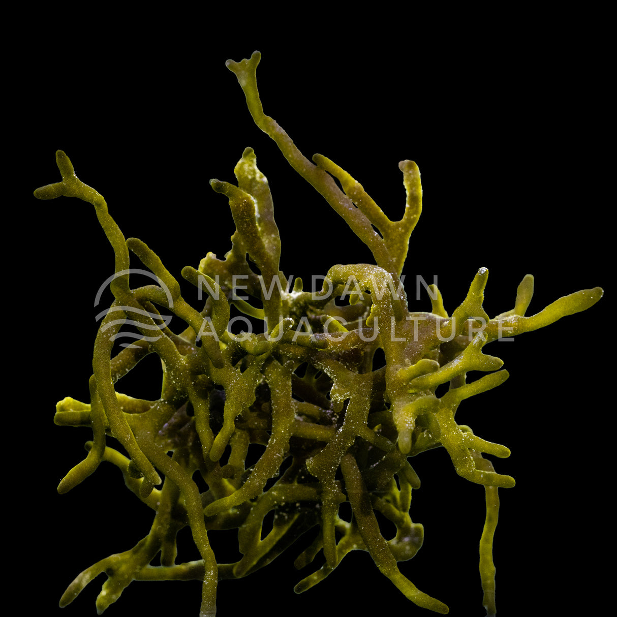 Codium Macroalgae