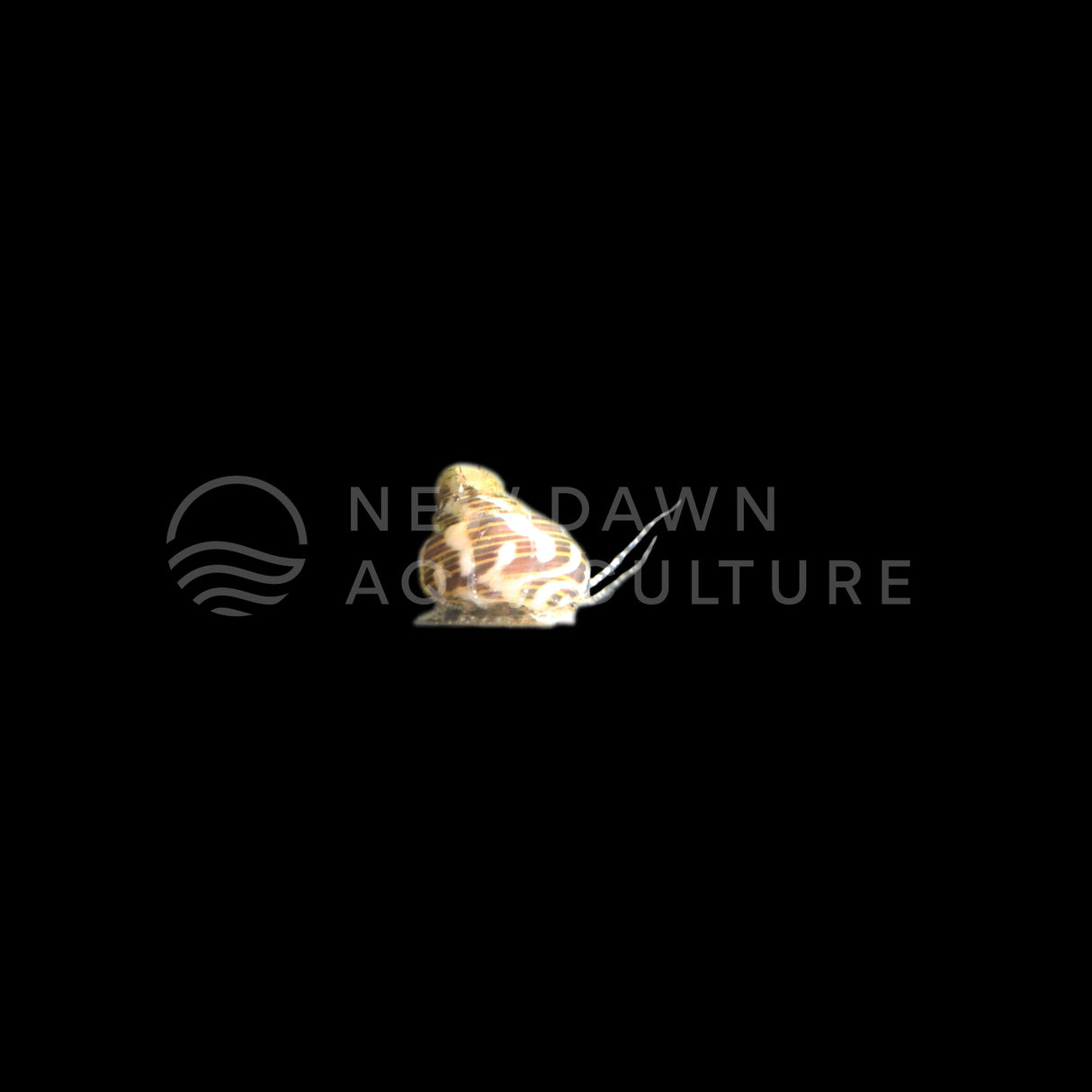 Collonista Snails | Micro Trochus Snails