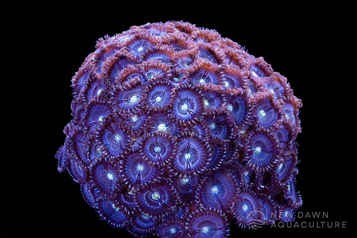 Constellation Zoanthids