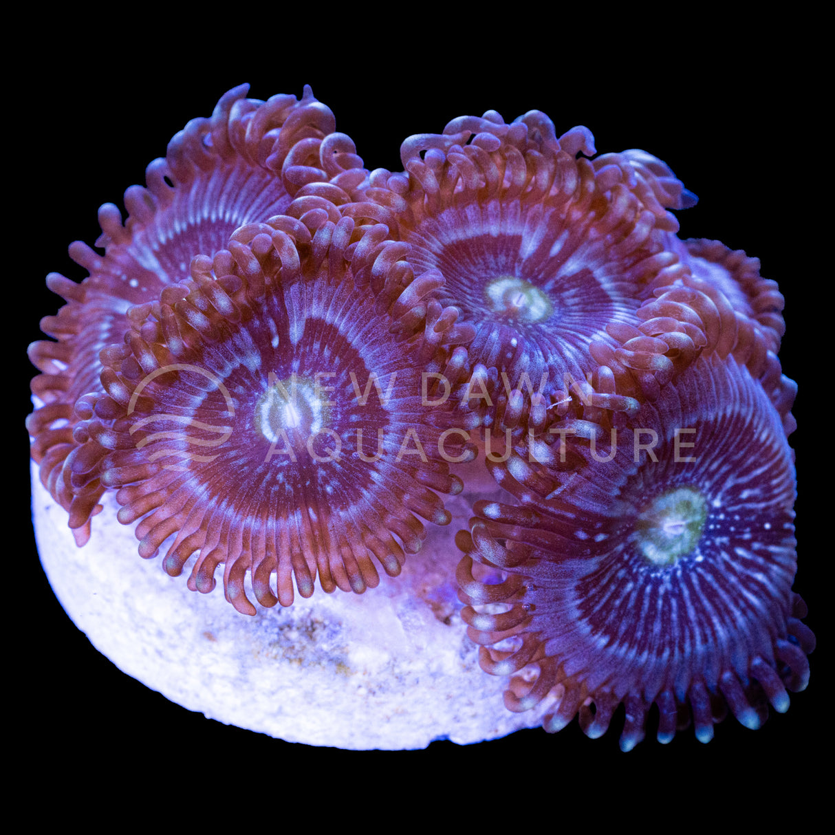 Constellation Zoanthids