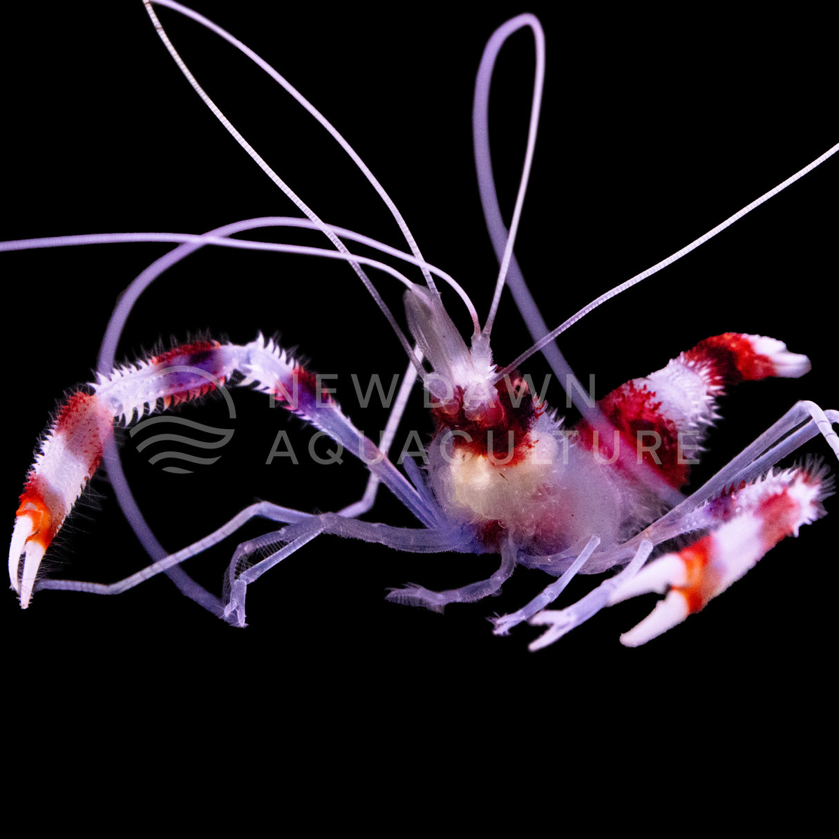 Coral Banded Shrimp