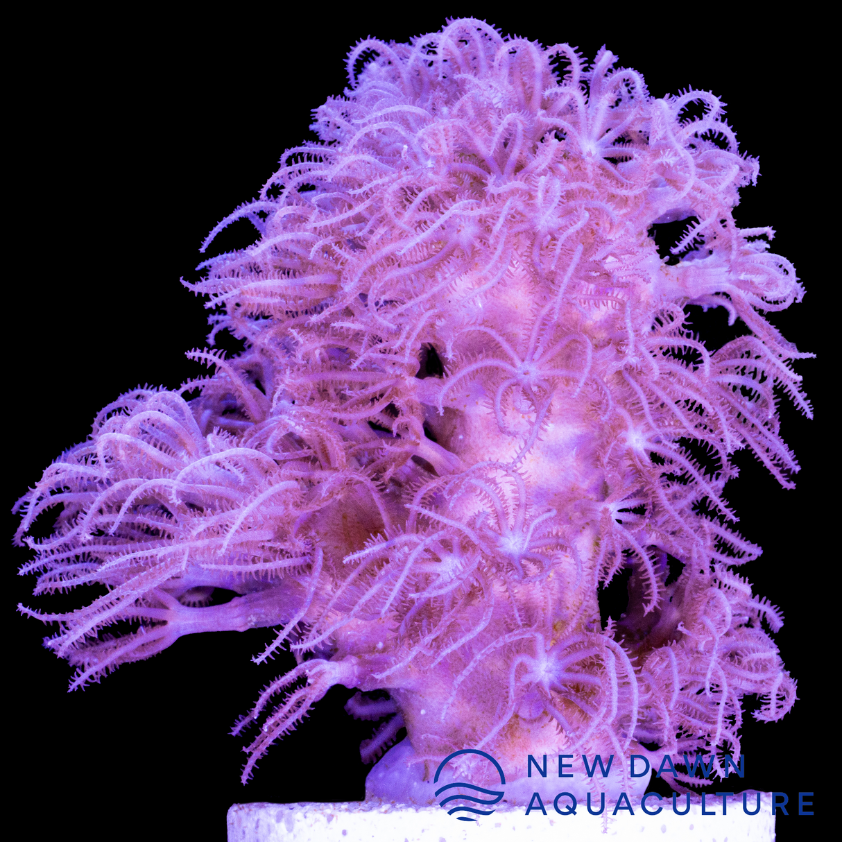 Corky Sea Finger Gorgonian