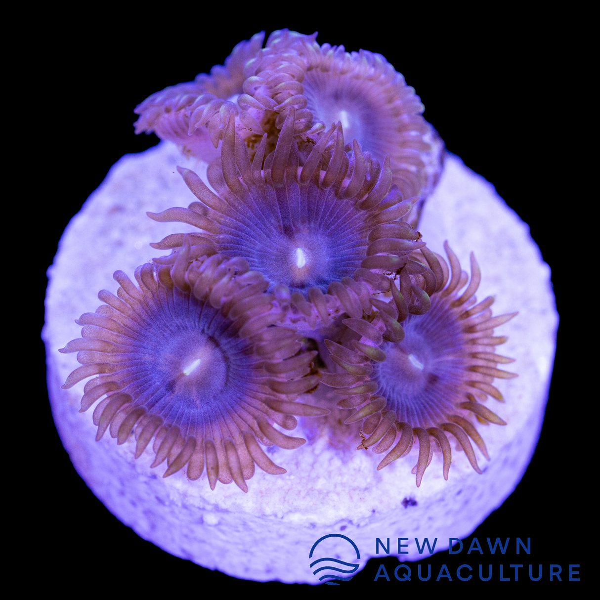 Cosmic Dusk Zoanthids