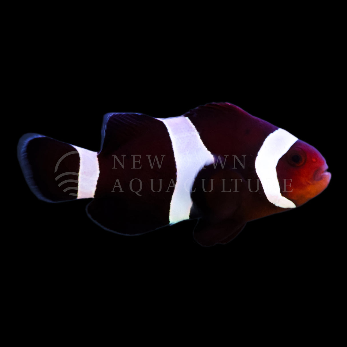 Darwin Ocellaris Clownfish