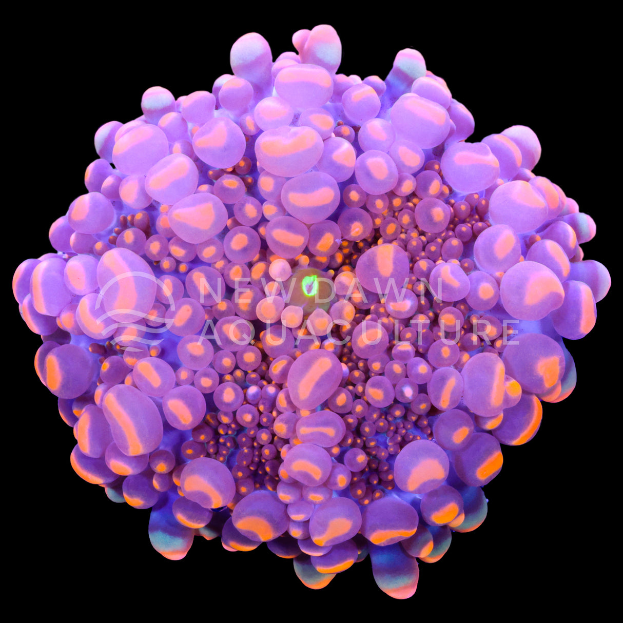 Doughboy Ricordea Yuma