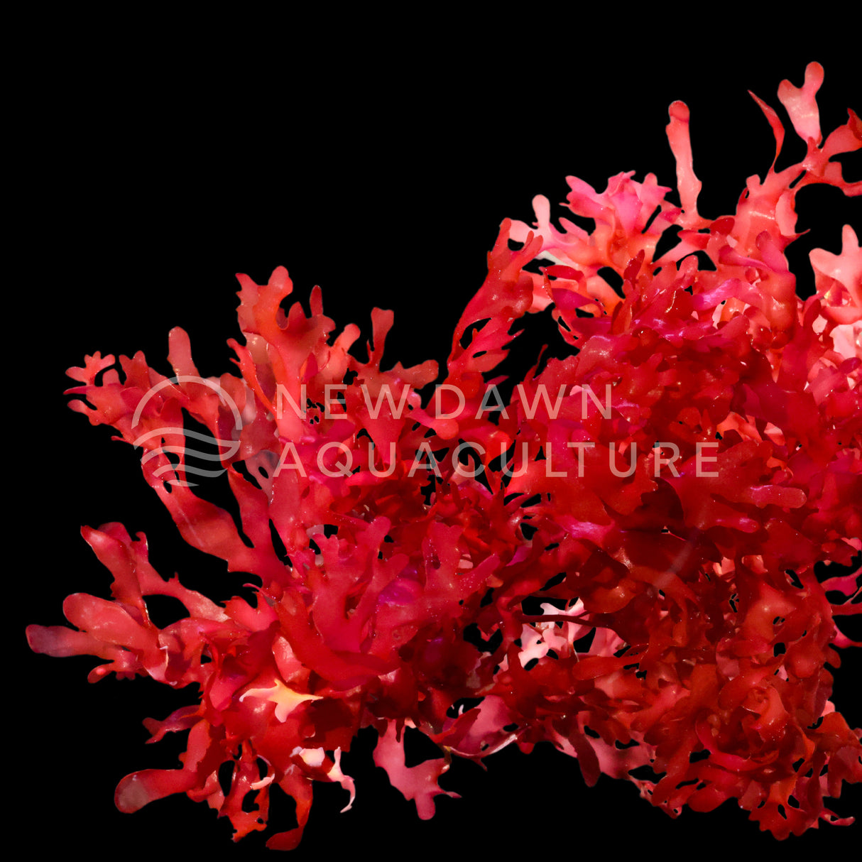 Dragon's Breath Macroalgae