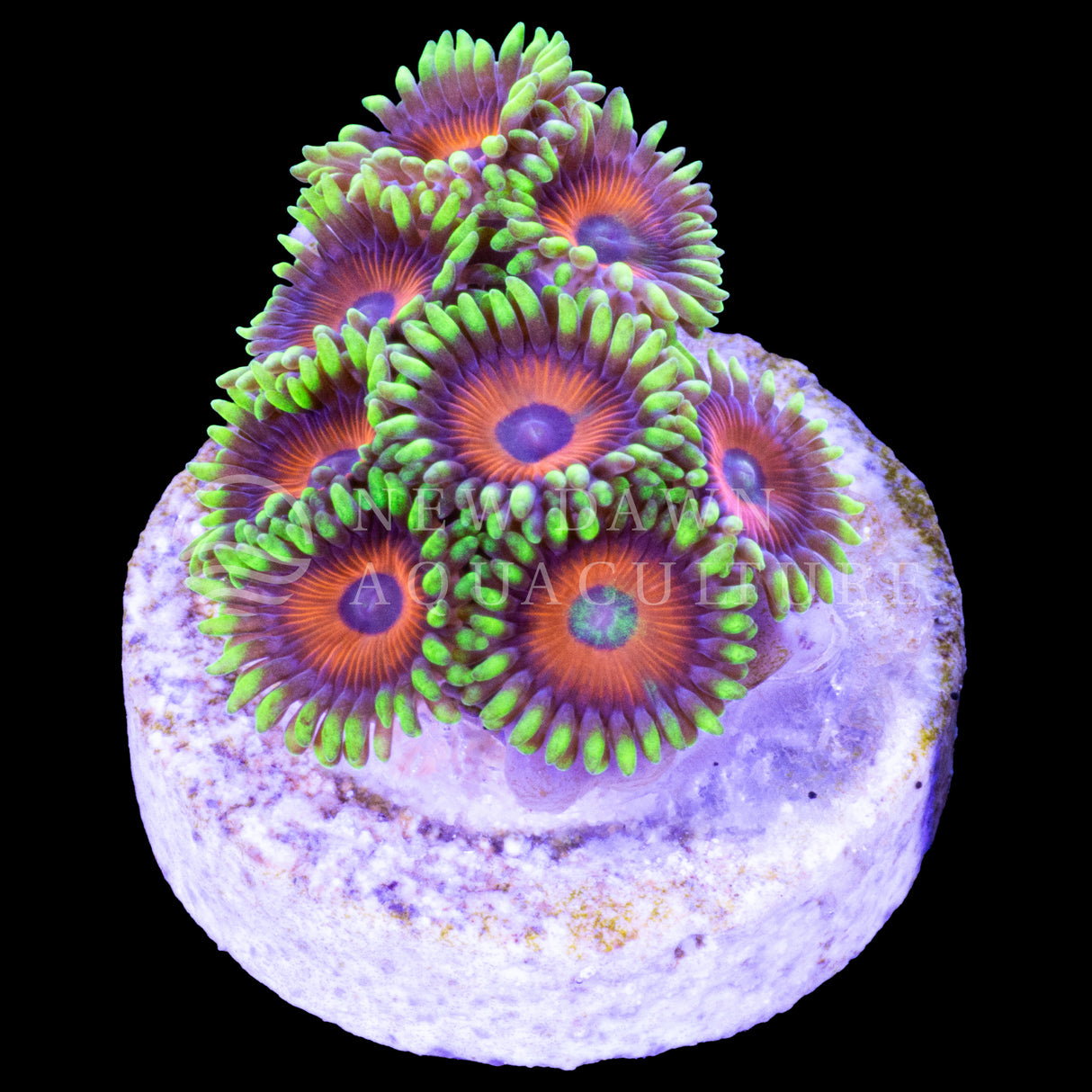 Eagle Eye Zoanthids