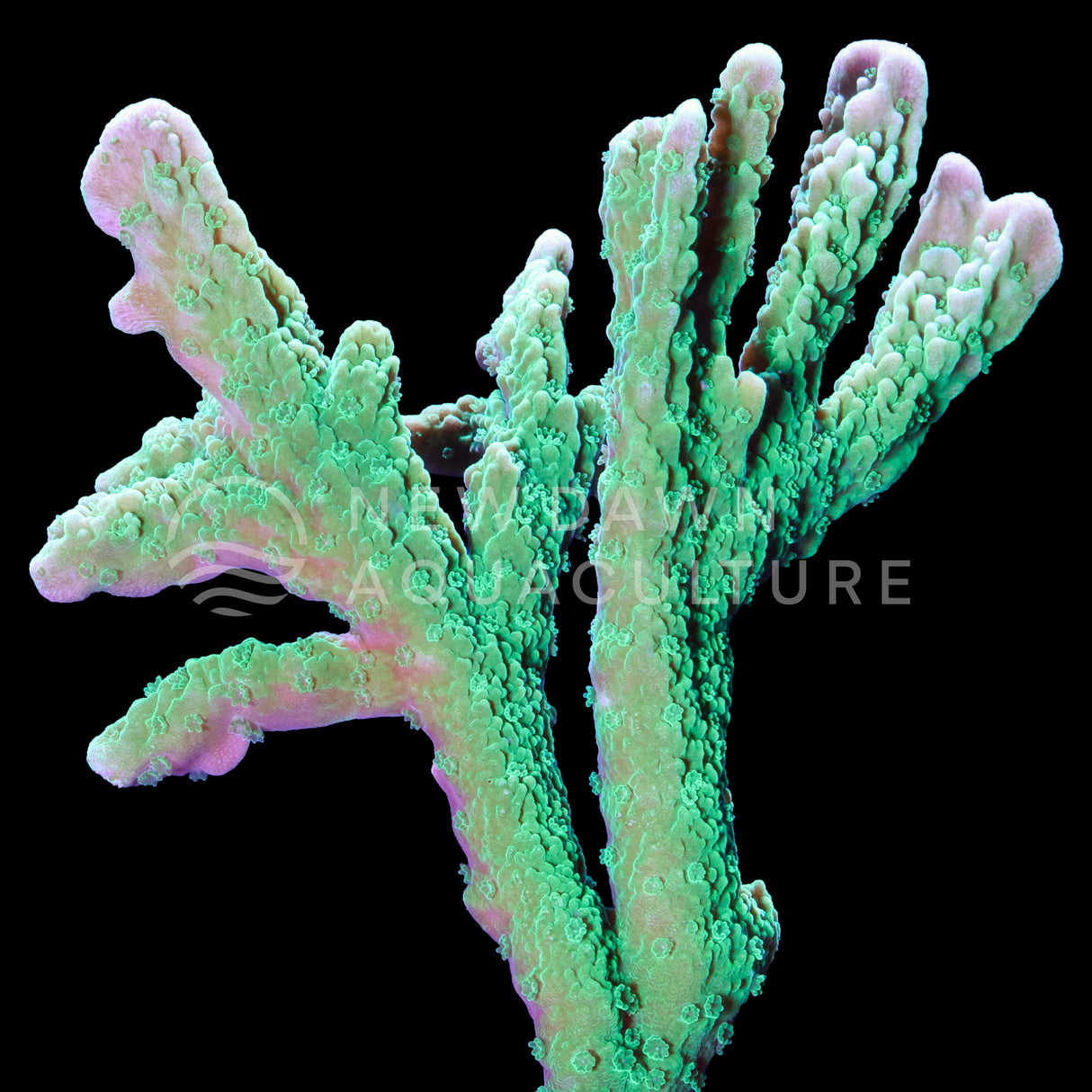 Elkhorn Montipora Stellata