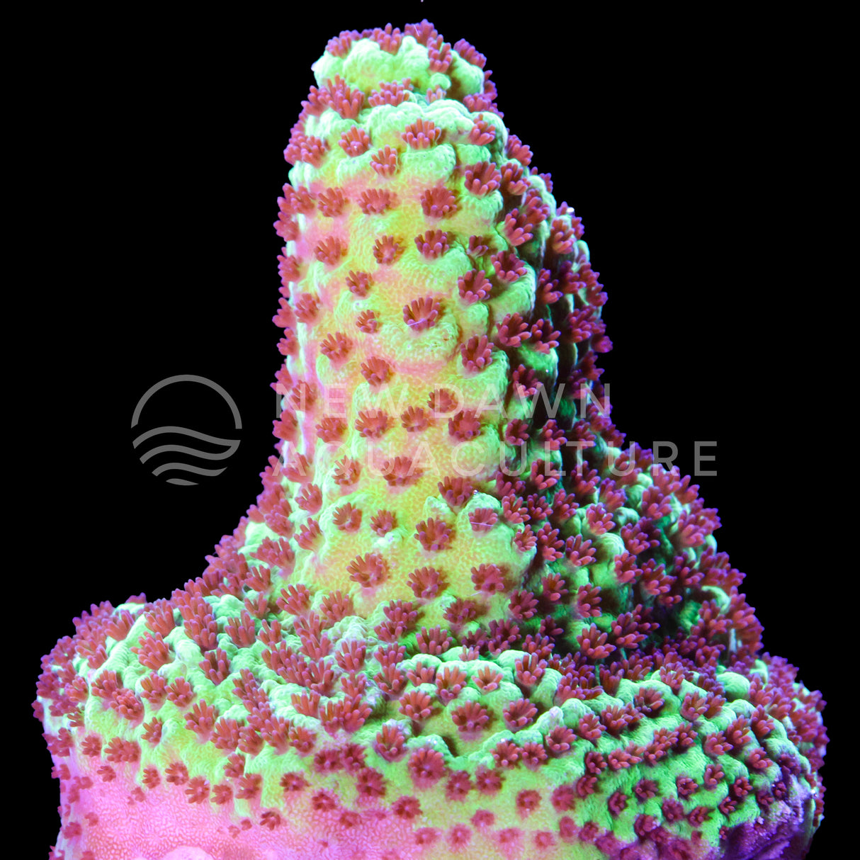 Emerald Fiji Acropora