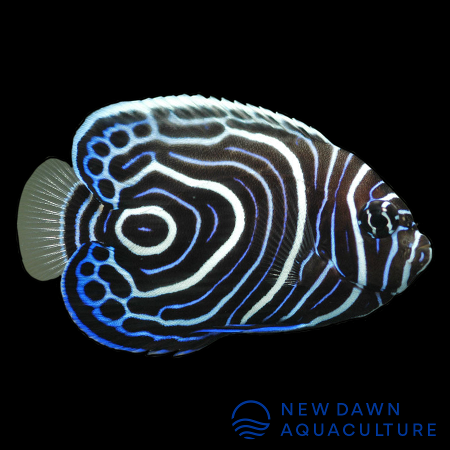 Emperor Angelfish