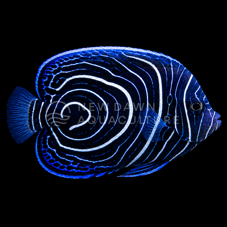 Juvenile Emperor Angelfish facing right on a black background