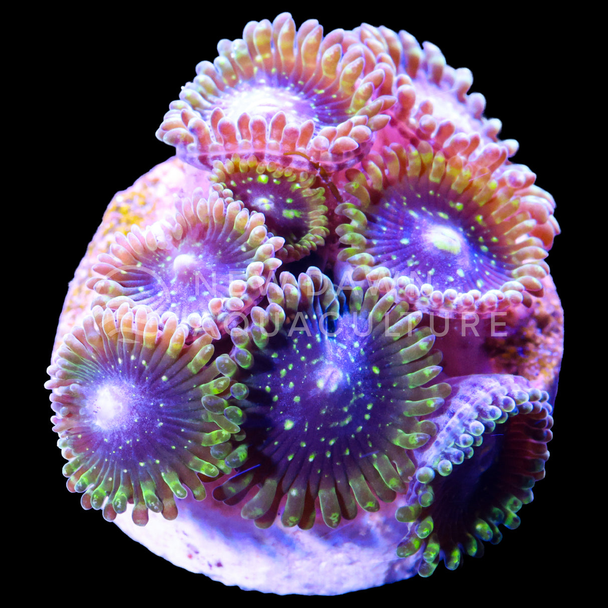 Exosphere Zoanthids